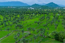 A vast palm forest in the Bay Nui region in the southern province of An Giang. (Photo: VNA)