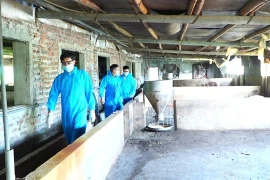 Authorities inspect livestock farms in Hanoi's Lien Minh commune. (Photo: thuonghieucongluan.com.vn)