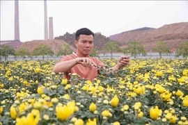 Leveraging the fertile alluvial soil along the Red River, Trinh Ngoc Tiep of Hiep Cuong commune, Hung Yen province, boldly develops a large-scale flower-growing model that generates high income and creates jobs for many local workers. (Photo: VNA)