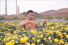 Leveraging the fertile alluvial soil along the Red River, Trinh Ngoc Tiep of Hiep Cuong commune, Hung Yen province, boldly develops a large-scale flower-growing model that generates high income and creates jobs for many local workers. (Photo: VNA)
