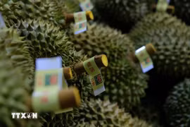 Durian fruit is carefully graded before being packed for export to China. (Photo: VNA)