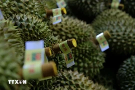 Durian fruit is carefully graded before being packed for export to China. (Photo: VNA)