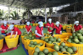 Workers sort green pomelos for export at the Vina T&T Group factory in Vinh Long province (Photo: VNA)