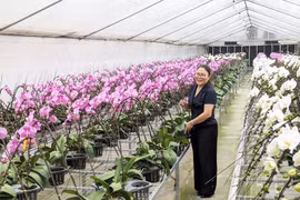 The high-tech orchid cultivation model of Dan Hoai Cooperative generates considerable economic value. (Photo: hanoimoi.vn)