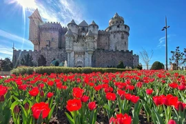 Sun World Ba Na Hills cultivates one mln tulips on Mountaintop for Lunar New Year. (Photo: Sun Group)