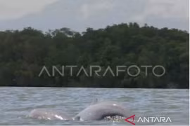 Two Mahakam dolphins (Orcaella brevirostris) are seen swimming. (Photo: ANTARA)