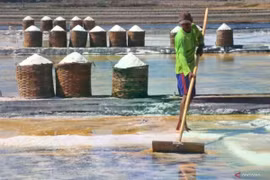 A farmer harvesting salt in the salt pond area of ​​Kedungmalang village, Jepara, Central Java, on July 30, 2024. (Photo: Antara)