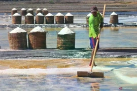 A farmer harvesting salt in the salt pond area of ​​Kedungmalang village, Jepara, Central Java, on July 30, 2024. (Photo: Antara)