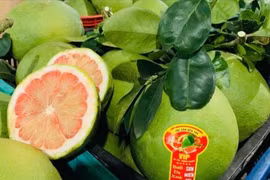 Vietnamese pomelos exported to Australia for the first time. (Photo: VietnamPlus)