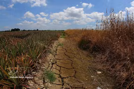 Many inland canals in Can Tho city dries up following a prolonged period of extreme heat. (Photo: VNA)