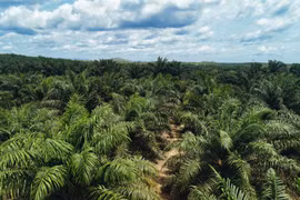 Indonesia tightens management of forest resources