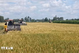 The Ca Mau Farmers’ Union proposed further leveraging the role of farmers in the industrialisation and modernisation of agriculture and rural areas to meet the national targets for 2025–2030, with a vision to 2045. (Illustrative photo: VNA)