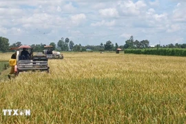 The Ca Mau Farmers’ Union proposed further leveraging the role of farmers in the industrialisation and modernisation of agriculture and rural areas to meet the national targets for 2025–2030, with a vision to 2045. (Illustrative photo: VNA)