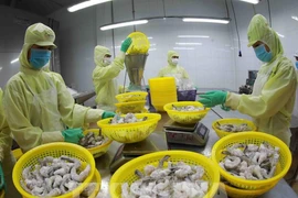 Workers at a Minh Phu JSC factory process frozen shrimp for export. (Photo: VNA)