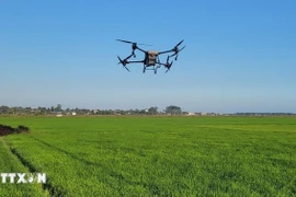 A drone is used to survey a rice field. (Photo: VNA)