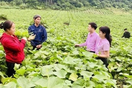 A credit officer from the Vietnam Bank for Social Policies (VBSP) in Phu Tho province guides residents on utilising borrowed capital for intended purposes and effective investment. (Photo: VietnamPlus)