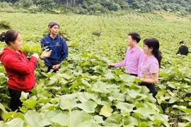 A credit officer from the Vietnam Bank for Social Policies (VBSP) in Phu Tho province guides residents on utilising borrowed capital for intended purposes and effective investment. (Photo: VietnamPlus)