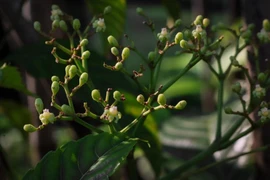 The bandicoot berry is one of the plant species being screened against approximately 10 different cancer cell lines. (Photo: straitstimes.com)