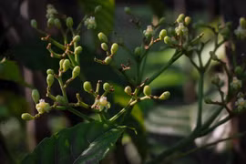 The bandicoot berry is one of the plant species being screened against approximately 10 different cancer cell lines. (Photo: straitstimes.com)
