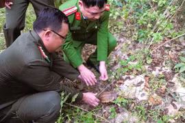 The Indochinese box turtle is released back into its natural habitat in the Pu Huong Nature Reserve on December 3. (Photo: VNA)