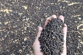 Vietnam earned over 1 billion USD from pepper exports in the first eight months of 2025, the highest eight-month figure in seven years. (Photo: VNA)