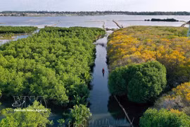 Ru Cha forest is the only remaining primary mangrove ecosystem on Tam Giang Lagoon, located in Hoa Chau ward, about 10km from downtown Hue. (Photo: VNA)