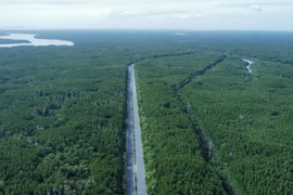 A view of mangrove forest in the southernmost province of Ca Mau. (Photo: VNA)