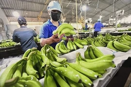 Illustrative image (Photo: VNA)