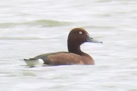 The ferruginous duck (Aythya nyroca) found at Hac Hai Lagoon (Photo: Phong Nha – Ke Bang National Park)