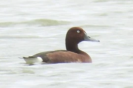 The ferruginous duck (Aythya nyroca) found at Hac Hai Lagoon (Photo: Phong Nha – Ke Bang National Park)