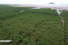 Illustrative image (Photo: VNA)