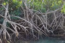 Indonesia advances legal framework to accelerate blue carbon pricing programme