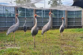 Sarus cranes are cared for at the conservation facility of the Tram Chim National Park in Dong Thap province. (Photo: VNA)