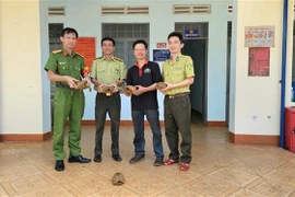 Five elongated tortoises are transferred to the Dak Doa area forest protection unit. (Photo: VNA)
