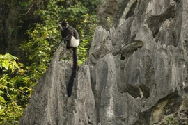 The Delacour’s langur, also known as the white-shanked langur, is considered a “global treasure” and among the 25 most endangered species in the world. (Photo: FFI)