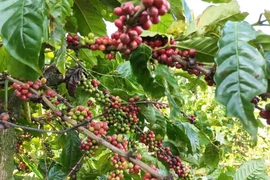 Coffee currently accounts for nearly 85% of Vietnam’s total exports to Algeria. (Photo: VNA)