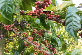 Coffee currently accounts for nearly 85% of Vietnam’s total exports to Algeria. (Photo: VNA)