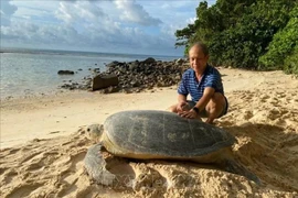 A mother turtle weighing nearly 150 kg comes to lay eggs at Cat Lon beach on Bay Canh Island, Con Dao National Park. (Photo: VNA)