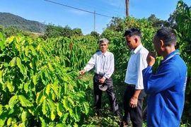 Farmers learn how to plant and care for coffee trees. (Photo: VNA)