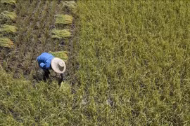 A farmer harvest rice in a field in Ayutthaya province, Thailand (Photo: AFP/VNA) 