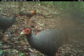 The biodiversity survey records 27 wildlife species, comprising eight mammal species and 19 bird and ground-dwelling species. (Photo: Management Board of the My Son Sanctuary)