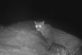 A fishing cat is spotted in western Cambodia's Pursat province (Photo: Conservation International)