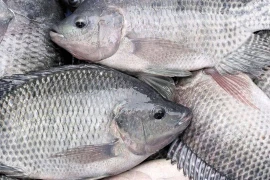 Tilapia exports to the US last year reached 53.15 million USD, accounting for approximately 54% of Vietnam's total tilapia exports. (Photo doanhnghiephoinhap.vn)