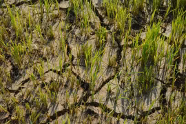 Rice fields in Lien Son Lak commune, Dak Lak province, are at risk of crop failure due to drought. (Photo: VNA)