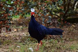 White-crested pheasant (Photo: VNA)