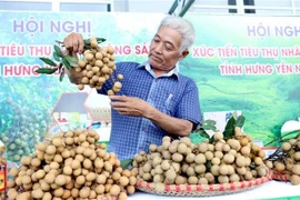 A farmer showcases freshly harvested longan at a trade promotion event in Hung Yen on August 20. (Photo: VNA)