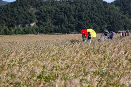 Tourists visit Suncheon Bay, the Republic of Korea. (Source: Xinhua/VNA) 