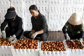 Processing lychee for export in Bac Giang (Photo: VNA)