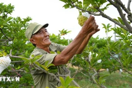 A farmer take care of custard apple gardens grown using high technology (Photo: VNA)
