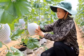 The application of Israeli technology in melon cultivation has delivered high economic efficiency (Photo: VNA)